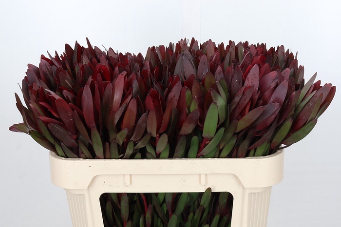 Leucadendron Saf Sunset Dark R.