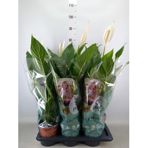 Spathiphyllum  'Bingo Cupido'