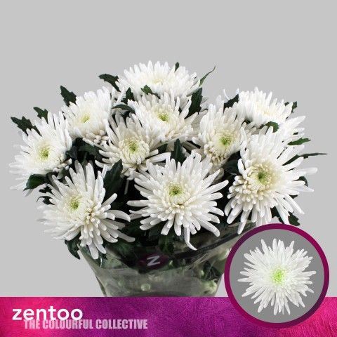 <h4>CHRYSANTHEMUM PL 'TOPSPIN'</h4>