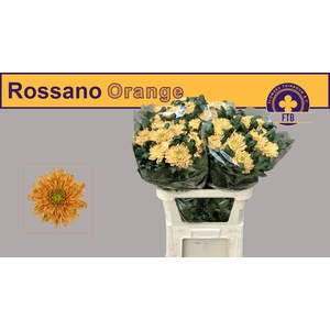 CHR G ROSSANO ORANGE