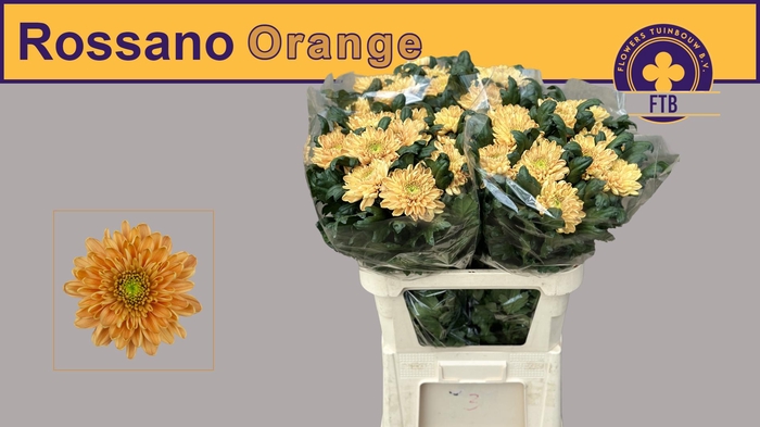 <h4>CHR G ROSSANO ORANGE</h4>