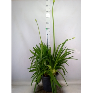 Agapanthus  'Big White'