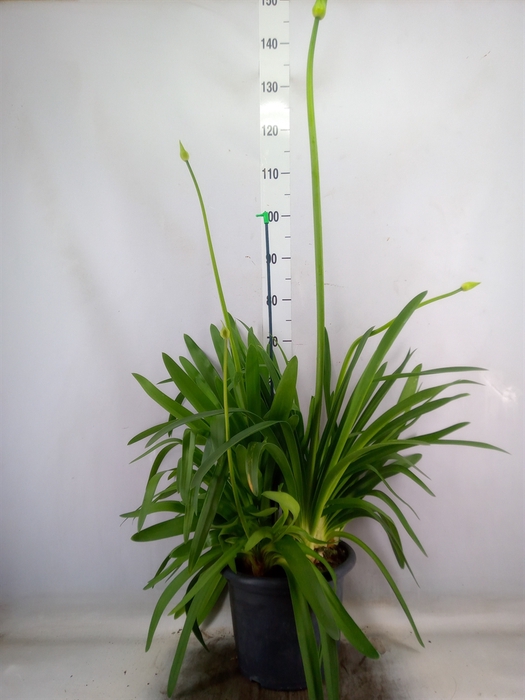 <h4>Agapanthus  'Big White'</h4>