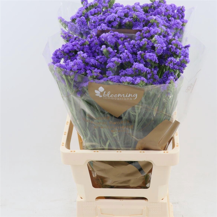 <h4>LIM S LEVIS WINGS</h4>