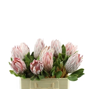Protea Cynaroides
