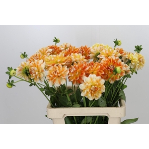 Dahlia Hapet Harmony