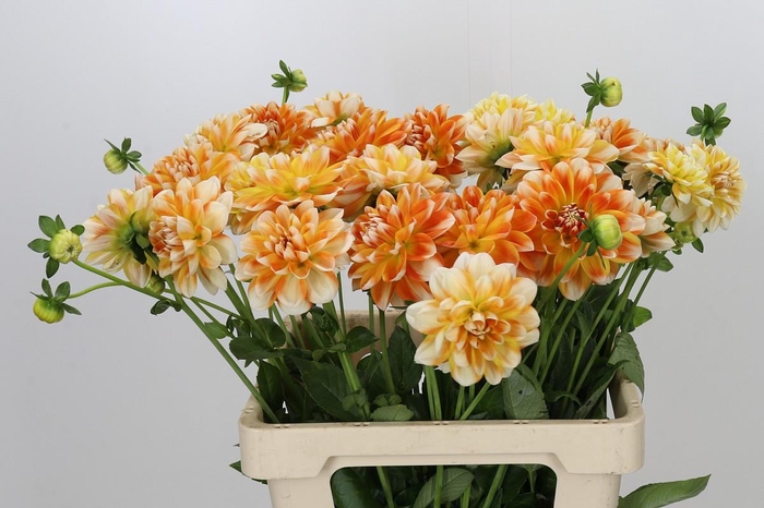 <h4>Dahlia Hapet Harmony</h4>