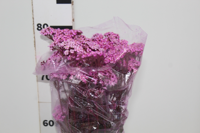 <h4>ACHILLEA MILLEFOLIUM ROSA TINTURADA 070 CM</h4>