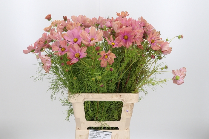 <h4>Cosmos Bipinnatus Salmon</h4>