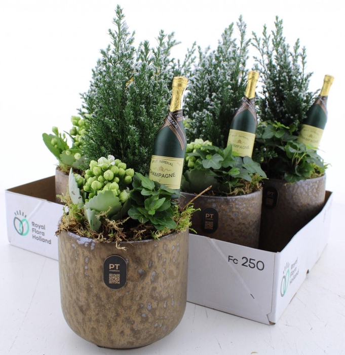 <h4>ARR KAMERPL</h4>