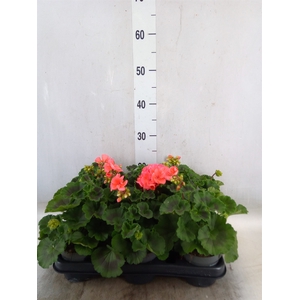 Pelargonium zona.   ...F1