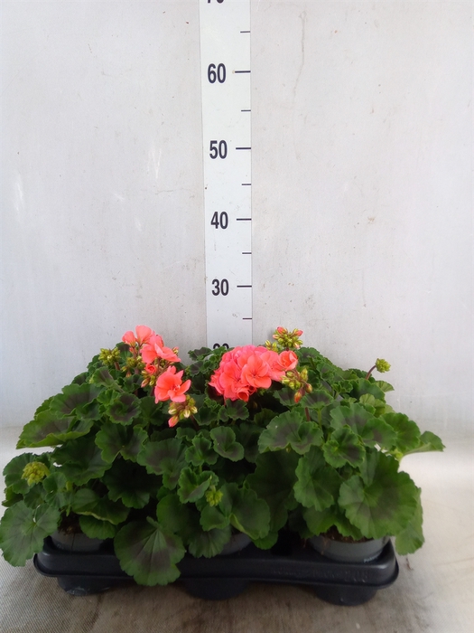 <h4>Pelargonium zona.   ...F1</h4>