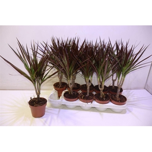 arr8 Dra Marg Magenta