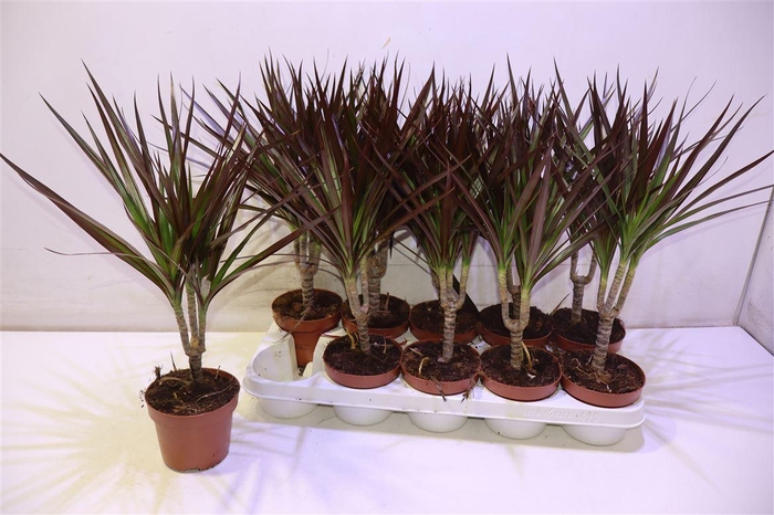 <h4>arr8 Dra Marg Magenta</h4>