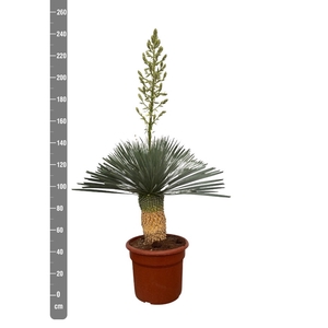 YUC ROSTRATA