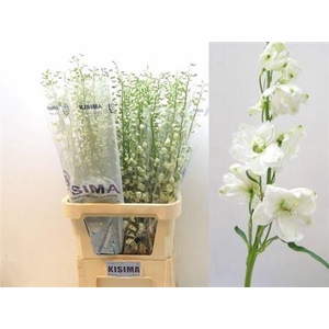 Delph Du Guard White