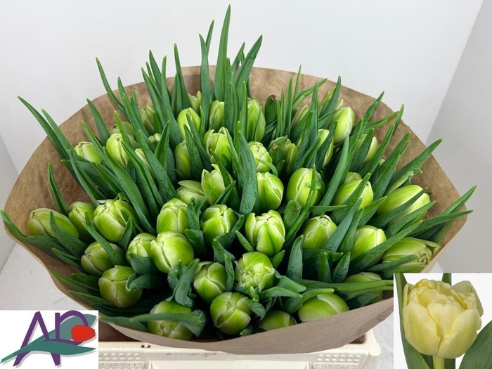 <h4>TU DU AVANT GARDE</h4>