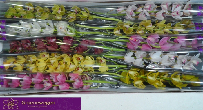 <h4>CYMB MI GEM</h4>