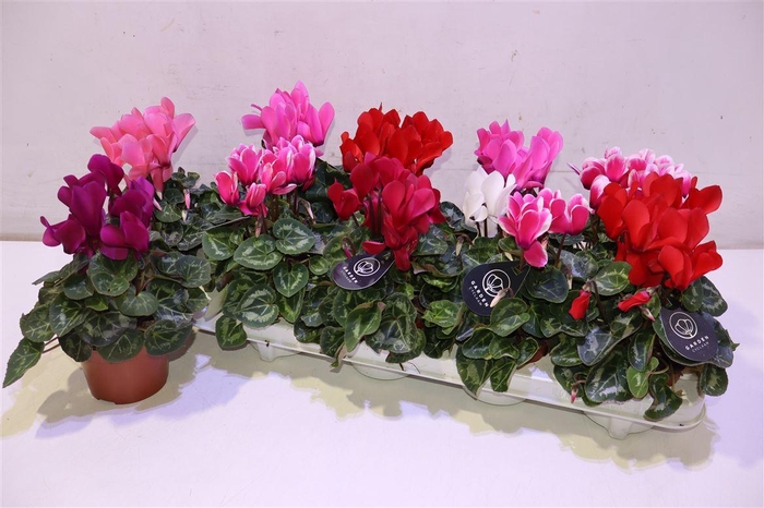 <h4>Cycl Md Patio</h4>