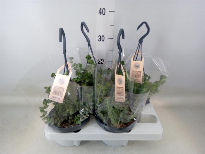 <h4>Crassula   ...</h4>