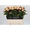 Paeonia Dr F.G. Brethour