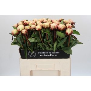Paeonia Dr F.G. Brethour