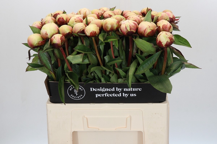<h4>Paeonia Dr F.G. Brethour</h4>