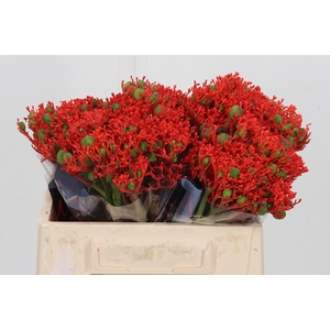 Jatropha P Firecrack