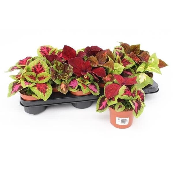<h4>Coleus Blumei Grp Wizard gemengd</h4>