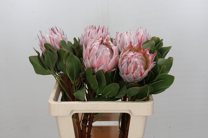 Protea Cynaroides