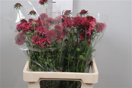 <h4>Scabiosa atrop. 'Dark Cherry Scoop'</h4>