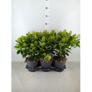 Skimmia jap. 'Finchy'