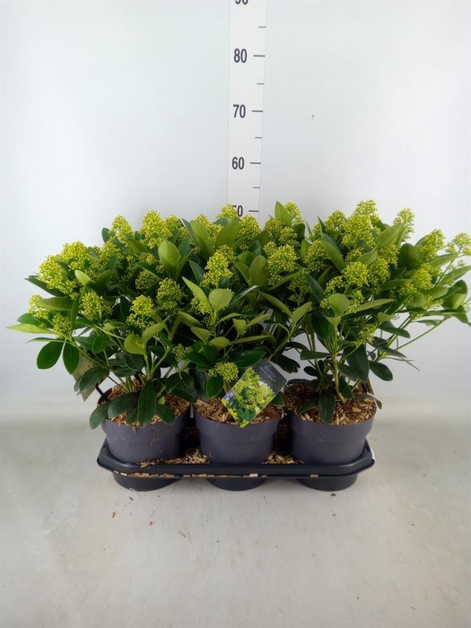 <h4>Skimmia jap. 'Finchy'</h4>