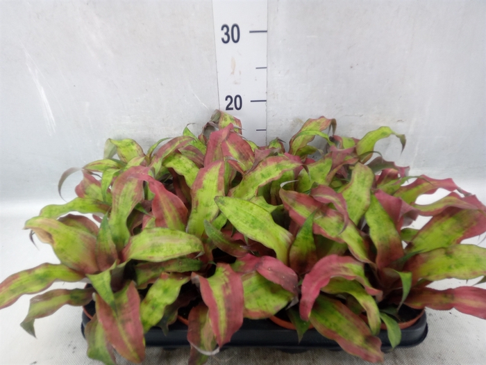 <h4>Cryptanthus bivittatus</h4>