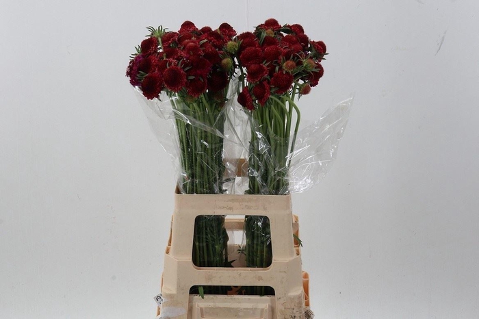 <h4>Scab At Raspberry Scoop</h4>