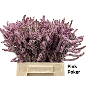 PSYLLIOSTACHYS SUWOROWII PSYLLIOSTA