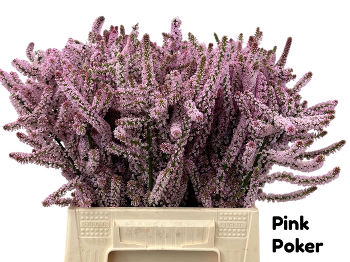 <h4>PSYLLIOSTACHYS SUWOROWII PSYLLIOSTA</h4>