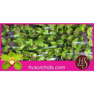 Cymb T Uniq Senna 80 Cm