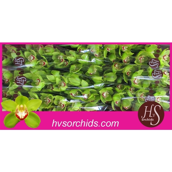 <h4>Cymb T Uniq Senna 80 Cm</h4>