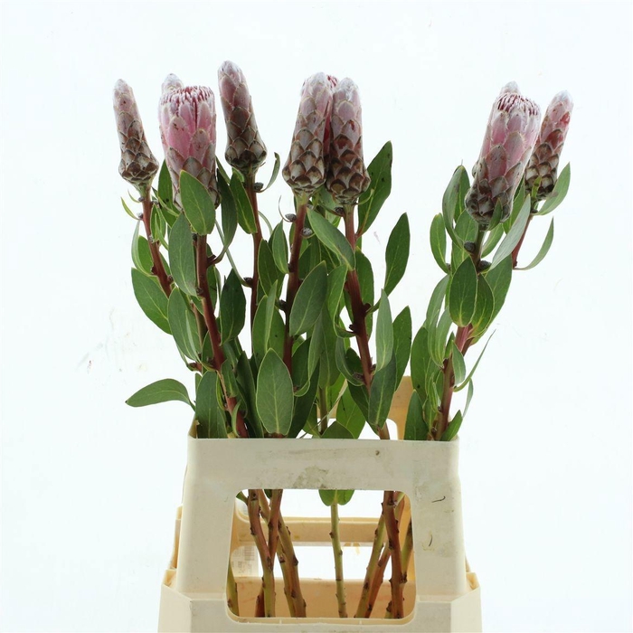 <h4>PROTEA IVY</h4>