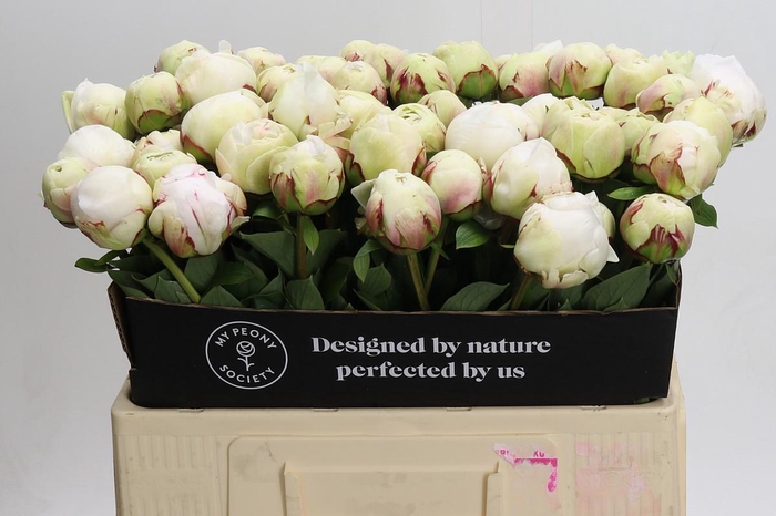 <h4>Paeonia Odile</h4>