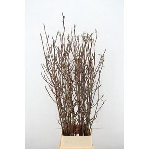 MAGNOLIA SOULANGEANA 150CM