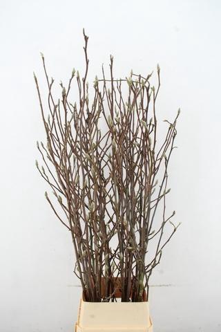 <h4>MAGNOLIA SOULANGEANA 150CM</h4>