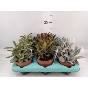 Kalanchoe NF   ...mix