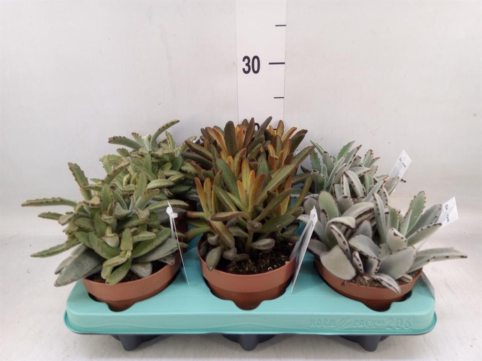 <h4>Kalanchoe NF   ...mix</h4>