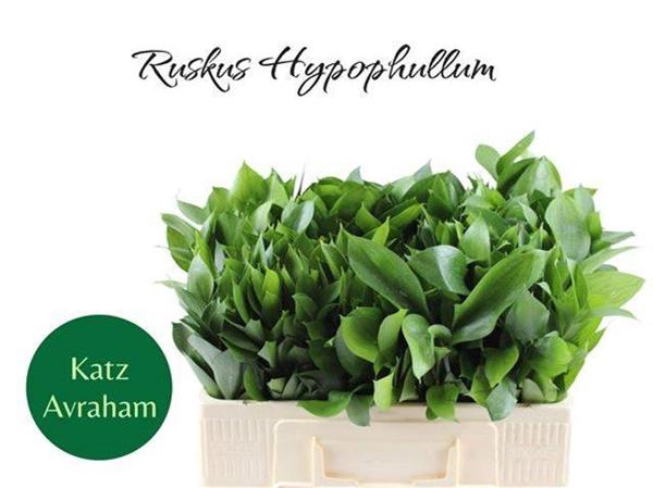 <h4>RUSCUS HYPOPHYLLUM</h4>