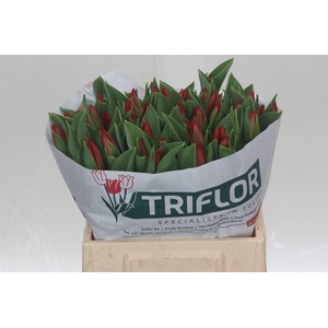 Tulp Enkel Loveflight