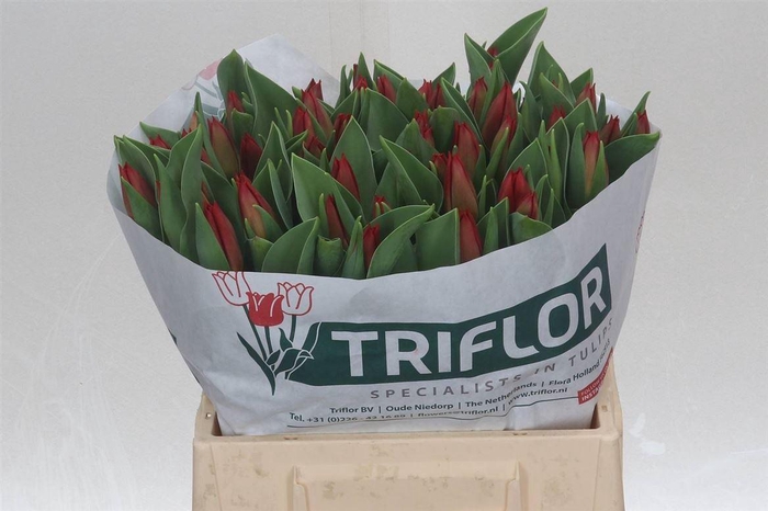 <h4>Tulp Enkel Loveflight</h4>