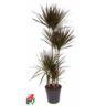 <h4>90-60-30-15 4 stek/pot</h4>