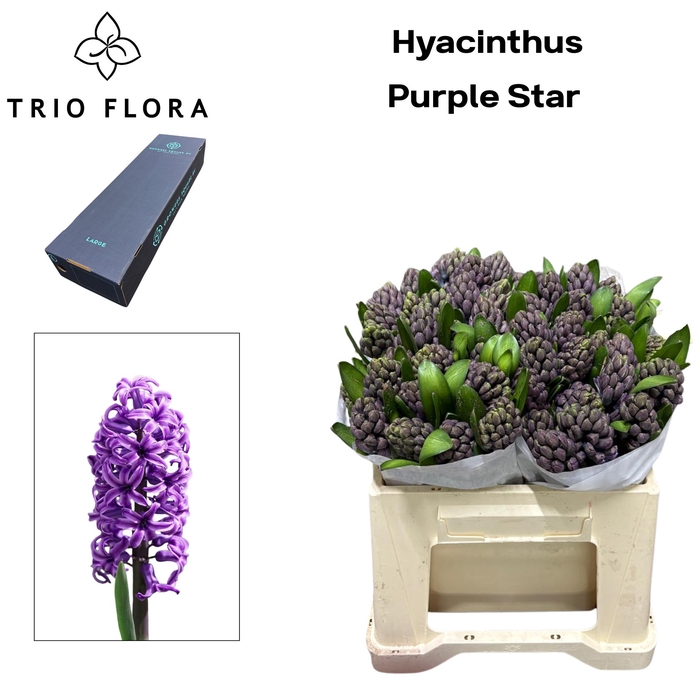 <h4>HYAC PURPLE STAR Large Box</h4>